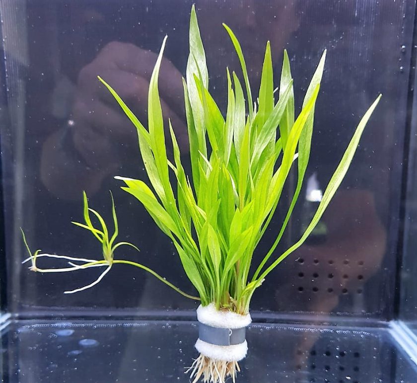 Echinodorus latifolius - Shuemee Aquatic Center